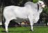 Semen brahman - mr marcador 164